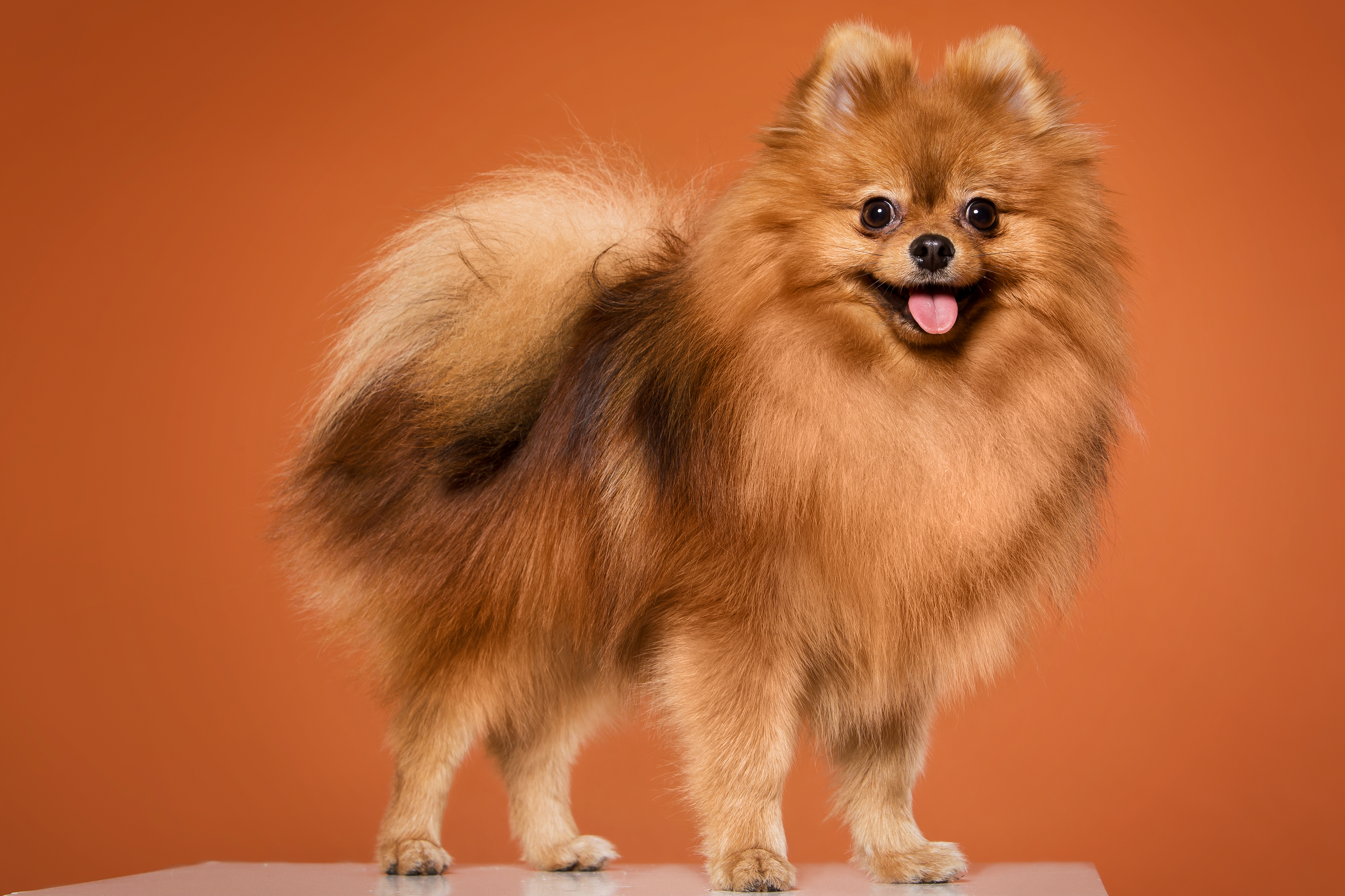 pomeranian