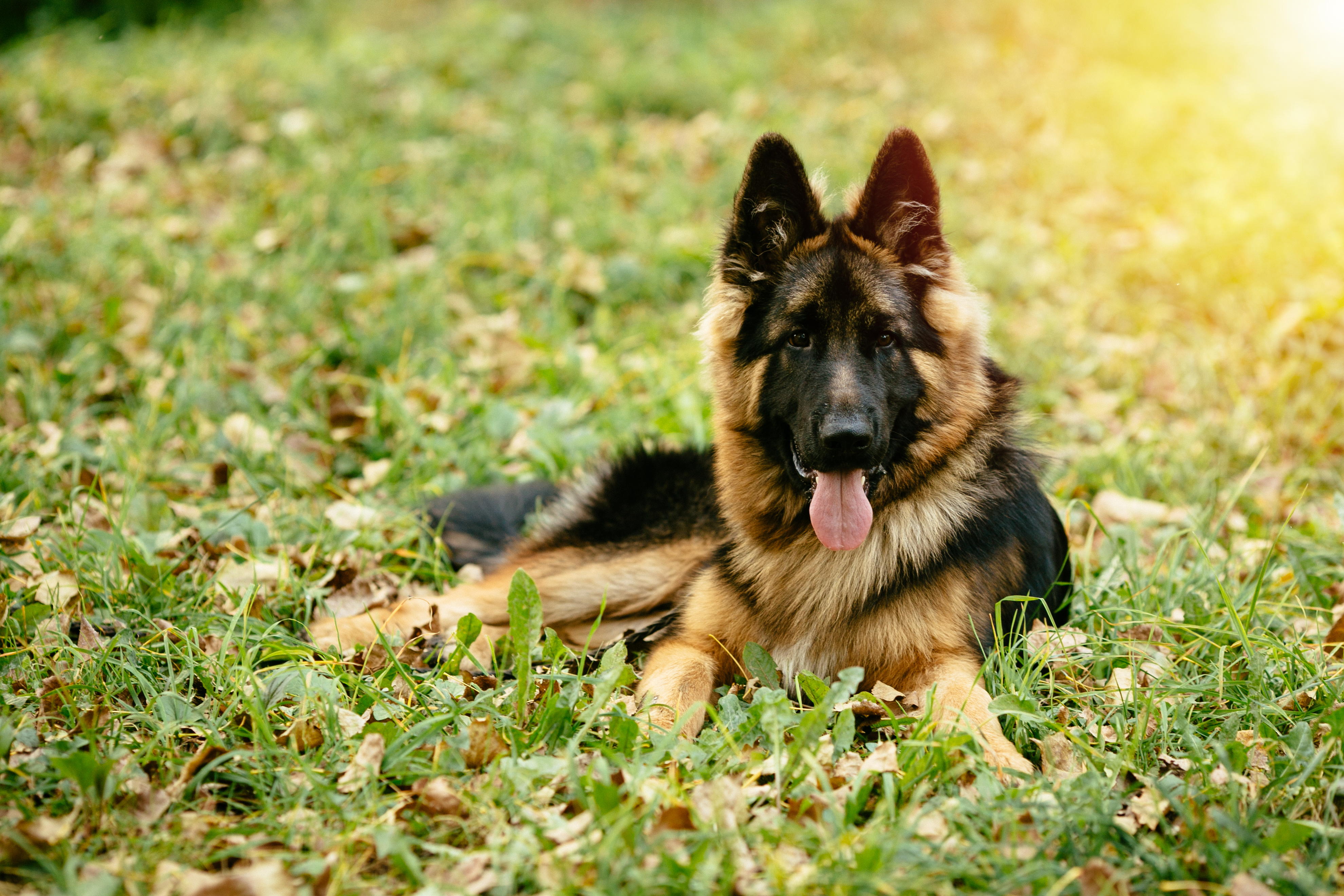 german shepherd